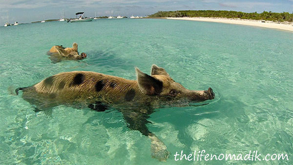 Част от плуващите прасета на Бахамите са намерени мъртви