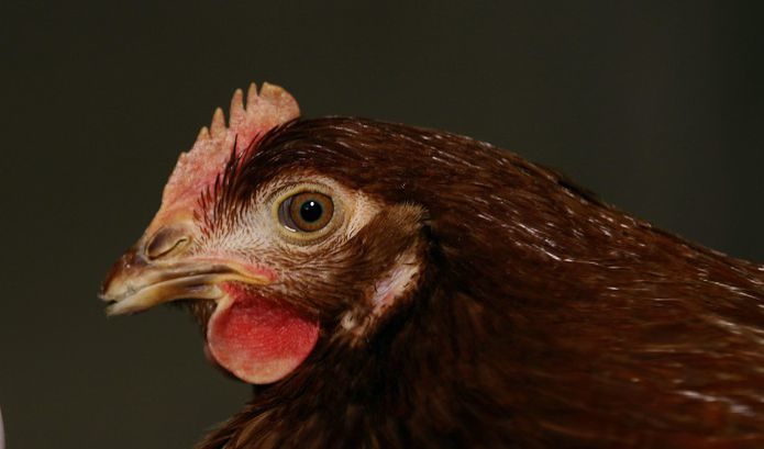 Русия заведе дело срещу фирма заради високи цени на пилешкото