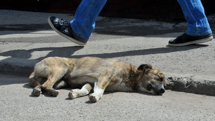 Столичната община е платила 250 хил. лв. обезщетения на ухапани от бездомни кучета за 2 г.