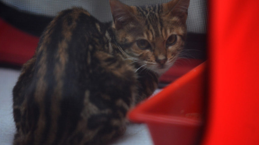За котките