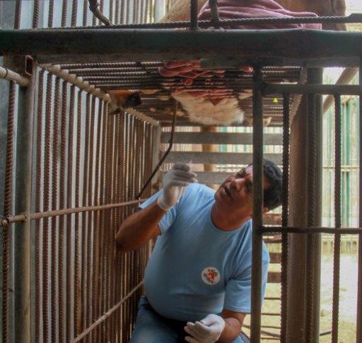 От "Четири лапи" спасяват бедстващи животни в зоопарка в Газа