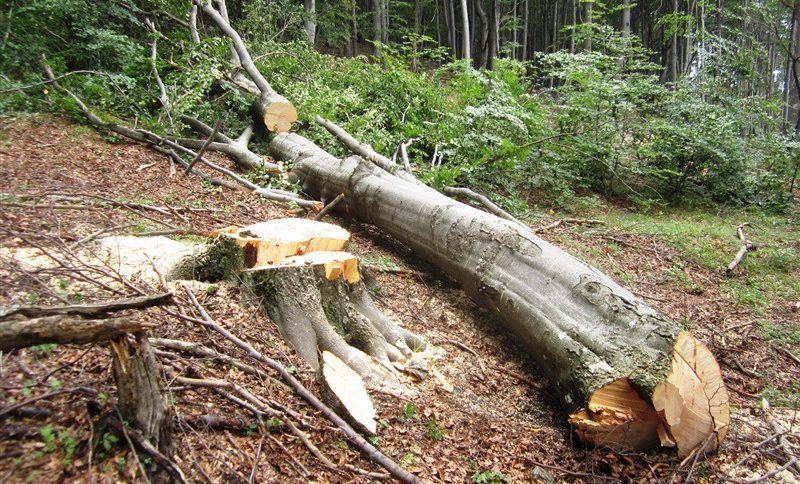 От WWF предлагат мерки за прозрачност и законен добив на дървесина
