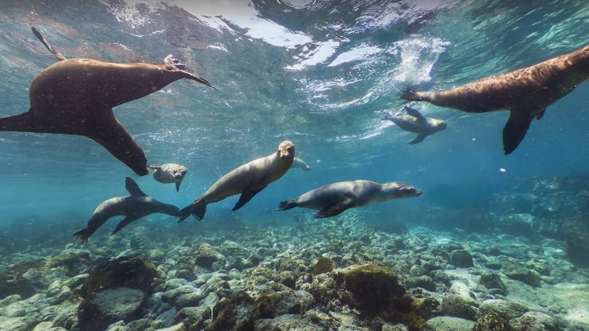 Google пуска Street View от океанското дъно