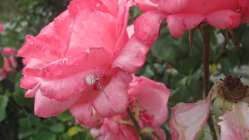 Розови сред рози-една красива симбиоза, дано да е за по-дълго.