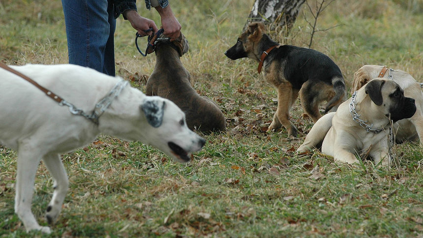 Само три акта са съставени за ухапвания от кучета в София тази година