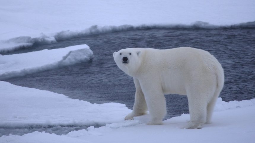 Белите мечки не могат да се адаптират към по-топлия климат в Арктика