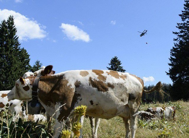 Швейцарската армия нахлу във Франция заради жадни крави