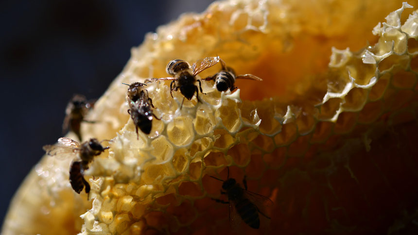 Пчелари от Варна протестираха срещу употребата на вредни пестициди