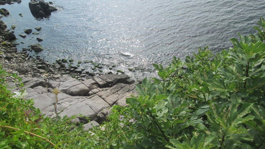 Част от живописния източен бряг на Созопол. Над високите скали са намерили място смокините и дива лоза.