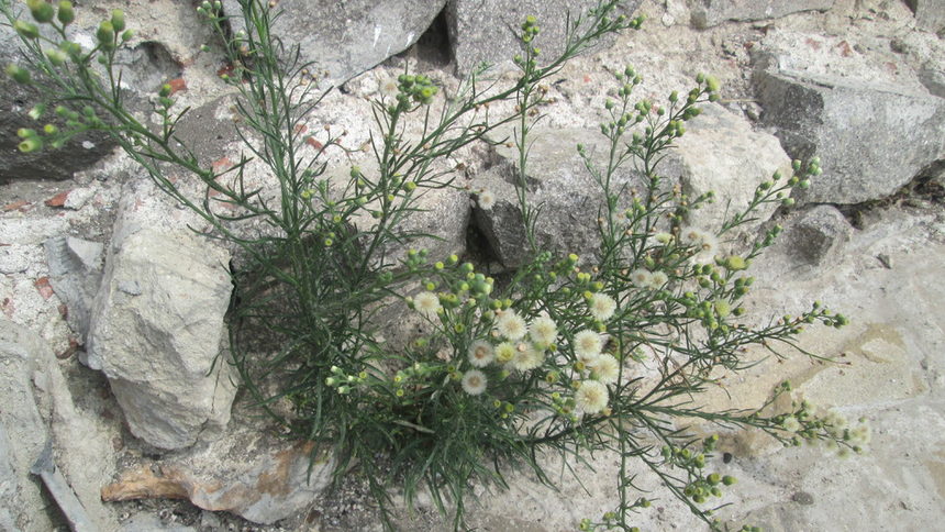 Още едно диво цвете, сред морските скали на Созопол.