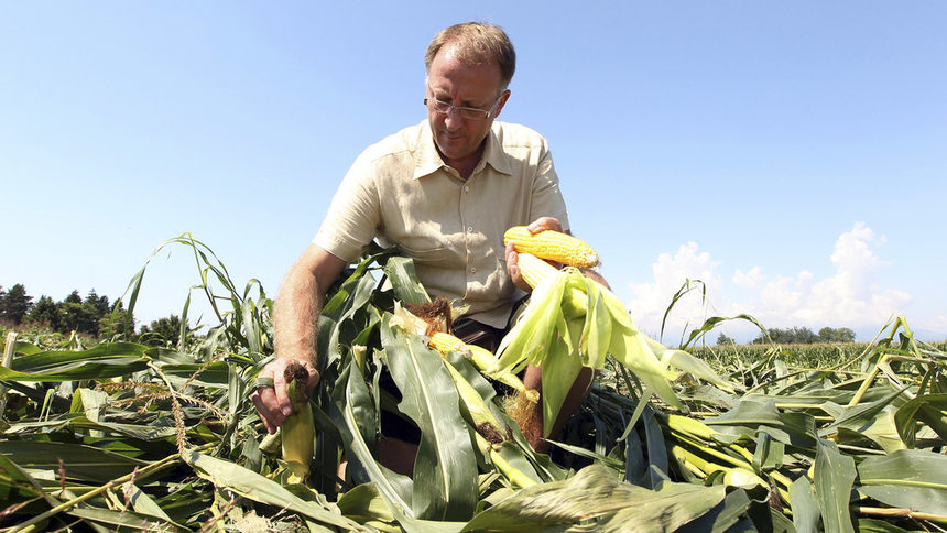 Един вид генетично модифицирана царевица, произведена от Монсанто, е единствената позволена за отглеждане ГМО култура на територията на Европейския съюз до момента.