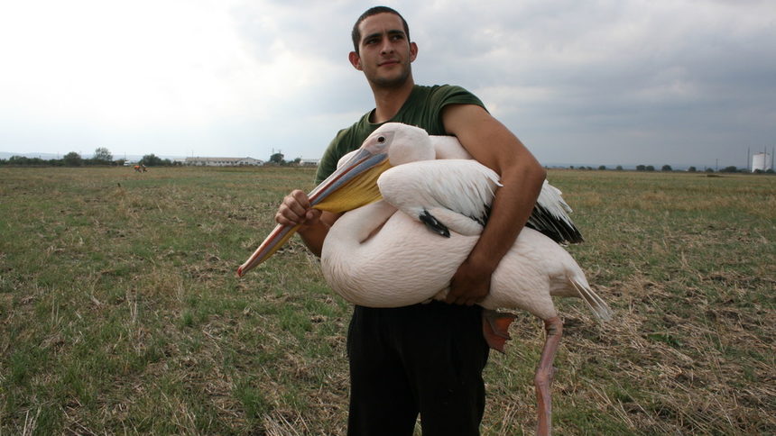Розови пеликани са намерени мъртви край Бургас