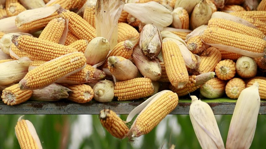 Кабинетът одобри по-ниски глоби за производство и продажба на ГМО храни