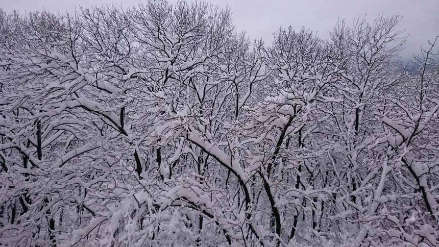 Сняг по дърветата в Борисовата градина.