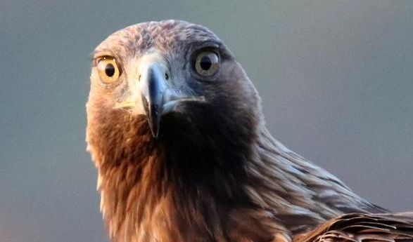 Скален орел (Aquila chrysaetos)