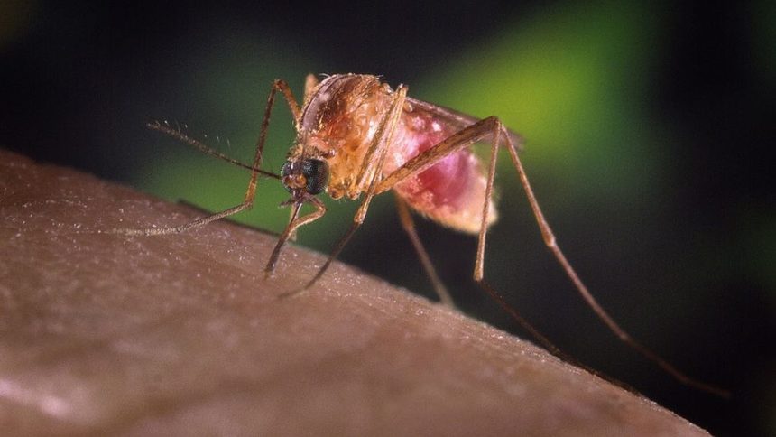 В подготовка за лятото: За комарите границите нямат значение, но репелентите имат
