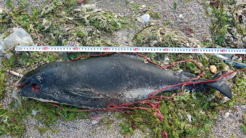 Един от намерените през последните дни мъртви китоподобни.