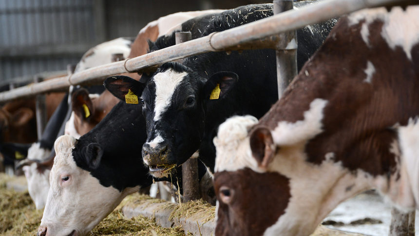 Спрямо същото тримесечие на 2015 г. се наблюдава намаление в цените на живите животни с 4.6%,
