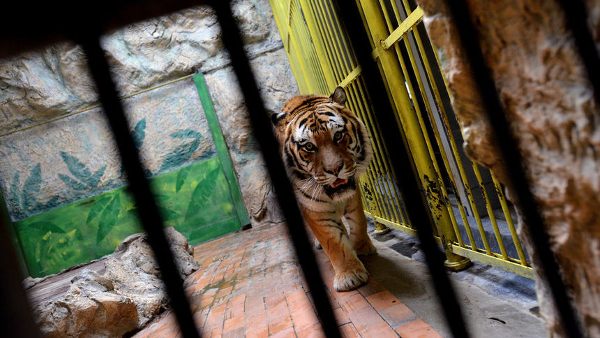 Прокуратурата в Кюстендил ще проверява физическото състояние на животните в зоопарка
