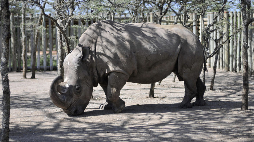 Носорогът Судан
