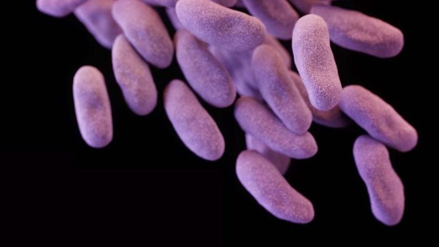 Микроскопска снимка на бактерия, развила резистентност към лекарства и смятана за виновник за поне 2 смъртни случая в САЩ преди две години.