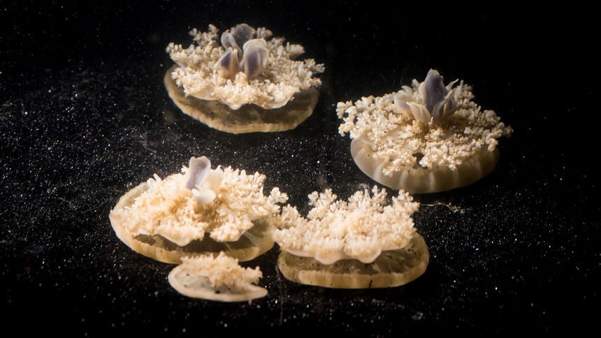 Касиопея са с диаметър от около 2.5-5 см и са наричани "обърнати медузи", защото лежат на морското дъно "наопаки".