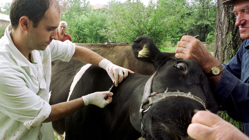 Ваксиниране на крава, архивна снимка