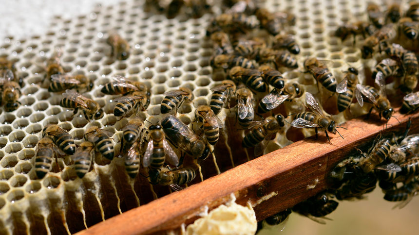 Името "Странджански манов мед" ще бъде защитено в ЕС