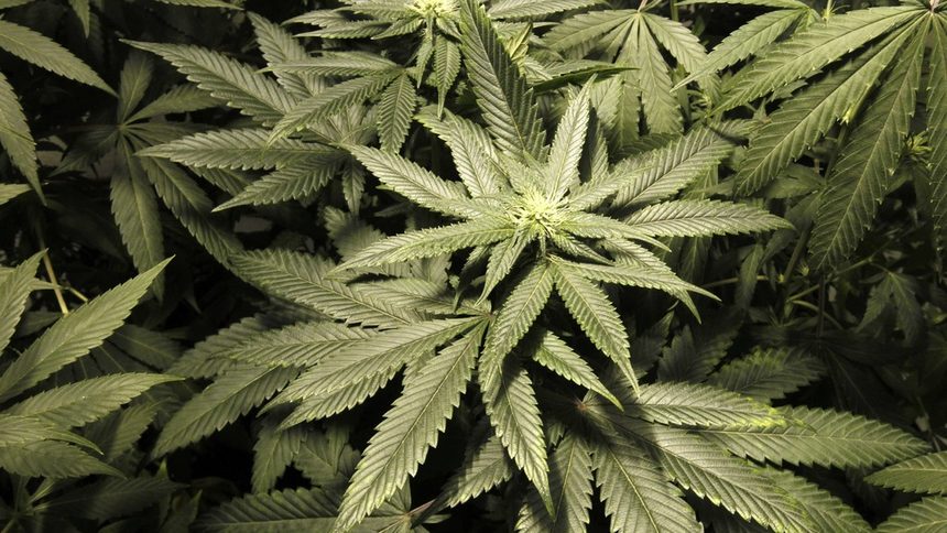 Амстердам ограничава продажбата на марихуана близо до училища