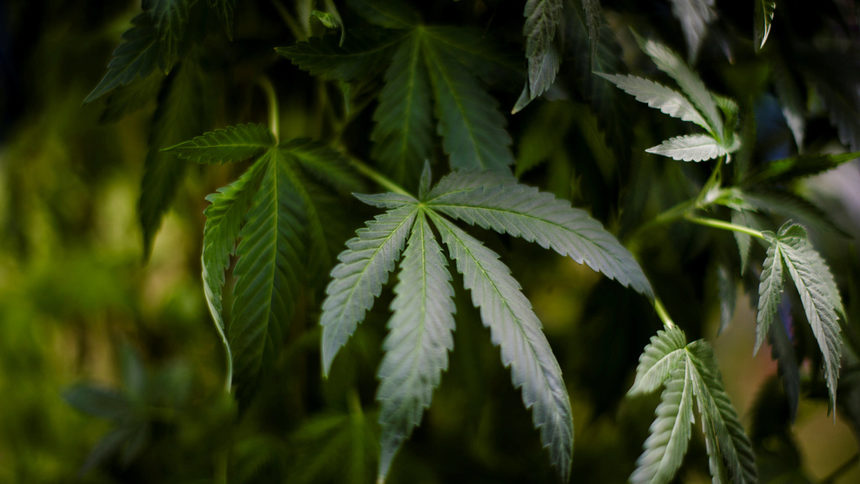 Конституционният съд на Грузия разреши употребата на марихуана
