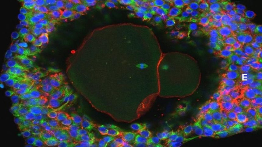 Снимка под микроскоп на една от напълно зрелите човешки яйцеклетки, готови за оплождане, отгледани в лабораторията в Единбург.