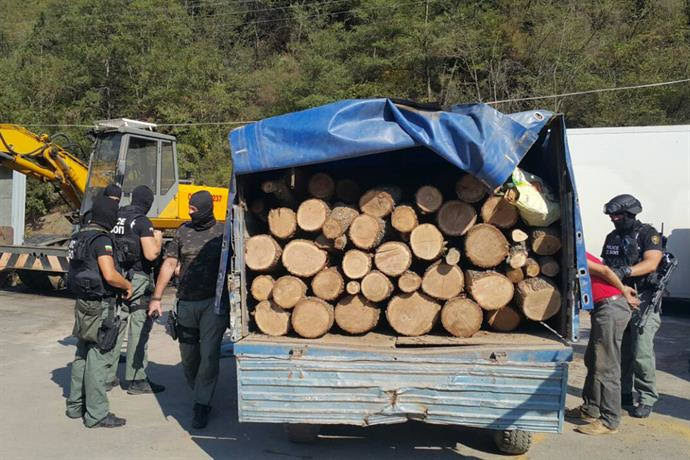 Служители в горите са си направили група за нелегален добив на дървесина