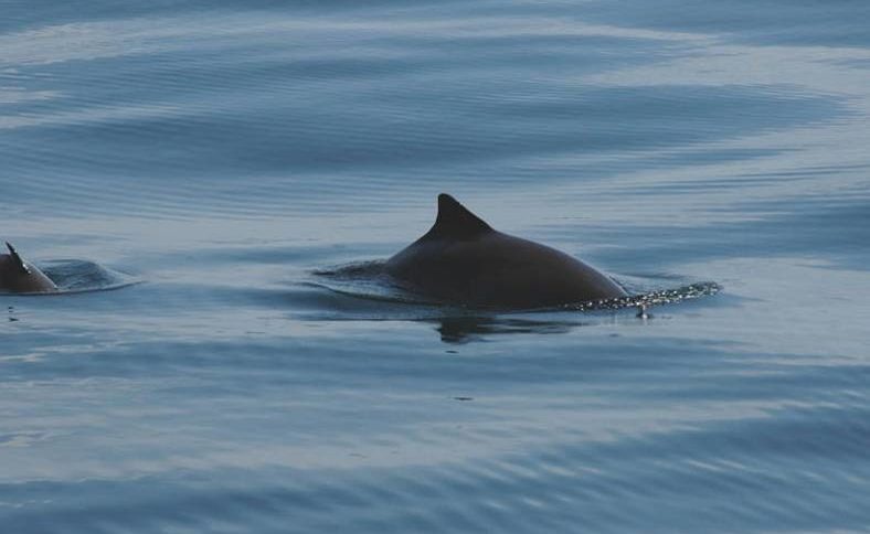 Муткур (морска свиня) - китоподобен бозайник, защитен от "Натура 2000"