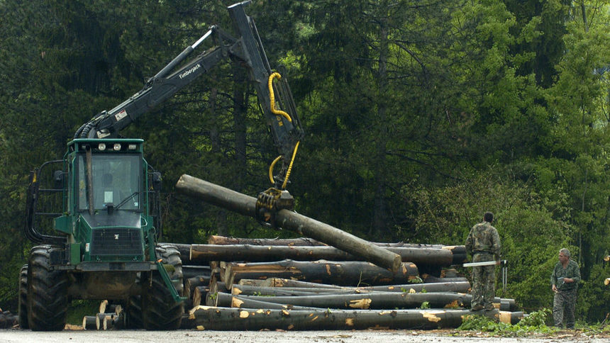 Незаконната сеч в България достига една трета от общия добив на дърва, обяви WWF