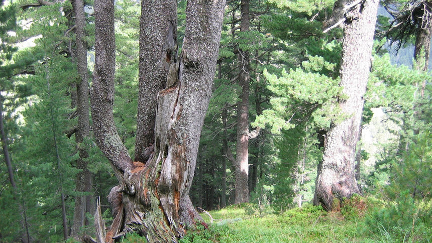Вековна гора в Национален парк "Пирин"