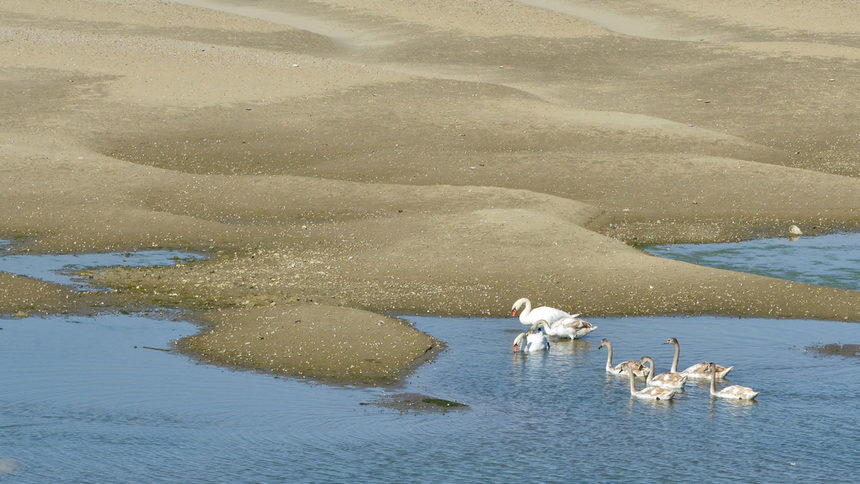 Засушаванията засягат 55 млн. души годишно, сочи доклад на WWF