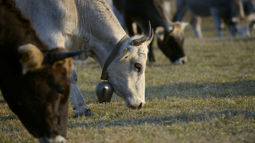 Обсъждат се по-високи субсидии за дребните животновъди
