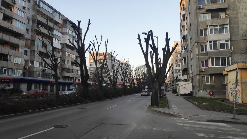 Според специалисти в поддръжката на дървета в градовете свалянето на короните ги убива, но те умират бавно