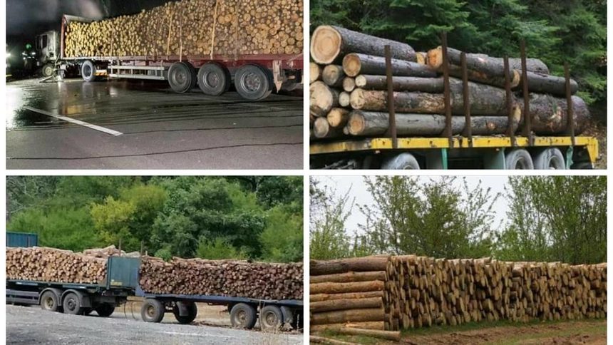Странджа. Българската гора изчезва в чужбина, подложена на безогледна сеч! За по-малко от час по пътя за М. Търново се разминахме с над 20 тира и камиона с изсечен дъб и бук към Пристанище Бургас. Някои от тировете бяха с трупи на над 200 г. Ако обичате природата и българската гора не ходете в Странджа, за да не страдате! "Природният парк" е превърнат в гробище! Крайно време е да се сложи край на на този пладнешки грабеж!!!