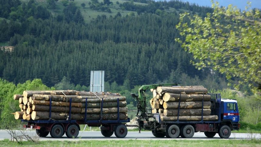 Дървесината стига приоритетно до големите фирми, вместо до местното население. Част от тях успяват с политически връзки.