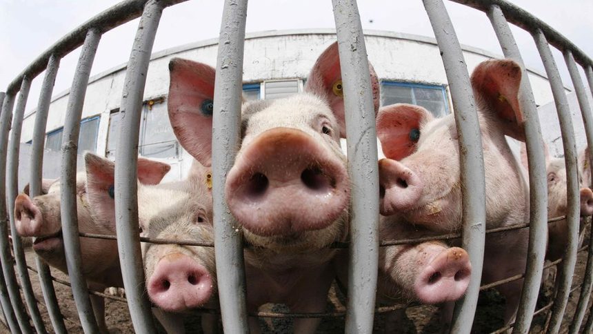 Египет започна да коли всички свине заради грипа