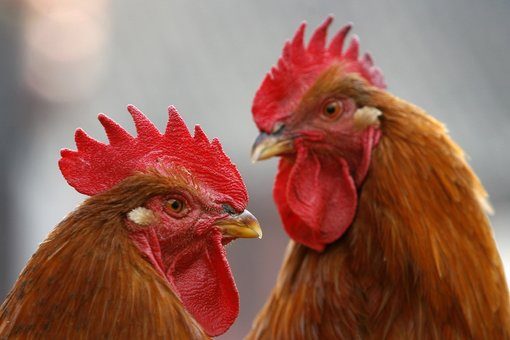 Огнище на птичи грип е регистрирано в Румъния